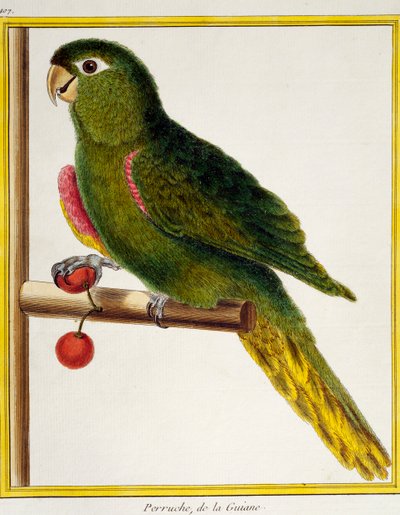 Guacamayo de hombros rojos (Diopsittaca nobilis), de Histoire naturelle des oiseaux de Francois Nicolas Martinet