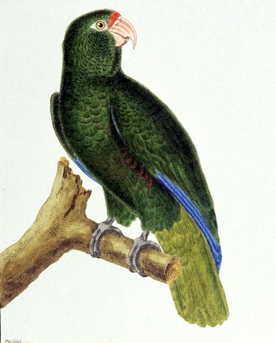 Loro de Santo Domingo de Francois Nicolas Martinet