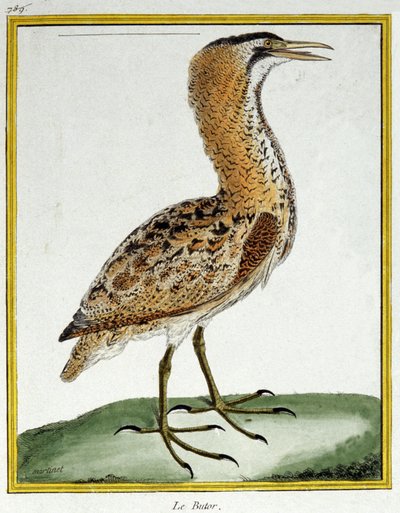 Ciencia. Zoología. Avetoro. Grabado por François Nicolas Martinet en: Histoire naturelle des oiseaux, por Georges Louis Leclerc de Buffon, Francia, c.1777 de Francois Nicolas Martinet