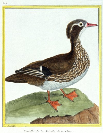 Ciencia. Zoología. Cerceta China. Grabado por François Nicolas Martinet en: Historia natural de las aves, por Georges Louis Leclerc de Buffon, Francia, c.1777 (grabado a color) de Francois Nicolas Martinet