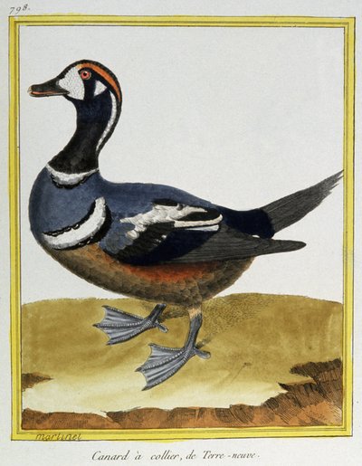 Ciencia. Zoología. Pato de Terranova. Grabado por François Nicolas Martinet en: Histoire naturelle des oiseaux, por Georges Louis Leclerc de Buffon, Francia, c.1777 de Francois Nicolas Martinet