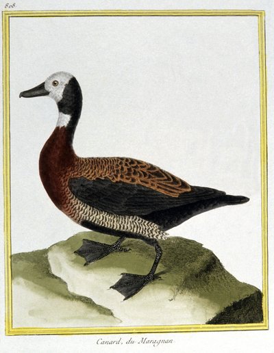 Ciencia. Zoología. Ánade silbón euroasiático. Grabado por François Nicolas Martinet en: Histoire naturelle des oiseaux, por Georges Louis Leclerc de Buffon, Francia, c.1777 de Francois Nicolas Martinet
