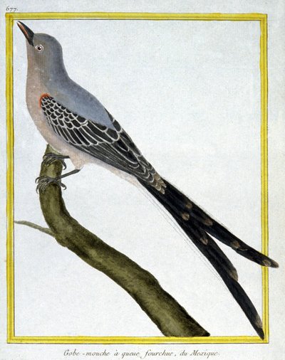 Ciencia. Zoología. Atrapamoscas de México. Grabado por François Nicolas Martinet en: Histoire naturelle des oiseaux, por Georges Louis Leclerc de Buffon, Francia, c.1777 de Francois Nicolas Martinet