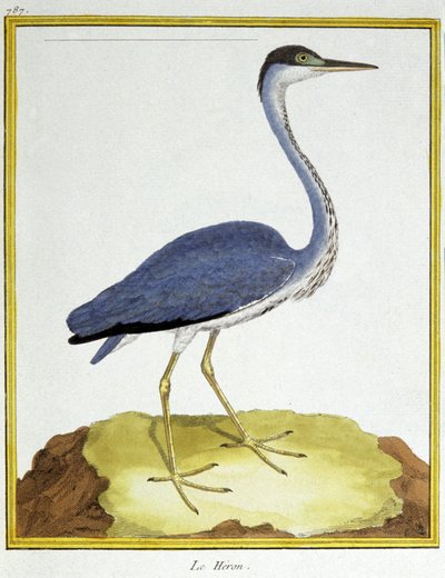 Ciencia. Zoología. Garza. Grabado por François Nicolas Martinet en: Histoire naturelle des oiseaux, por Georges Louis Leclerc de Buffon, Francia, c.1777 de Francois Nicolas Martinet