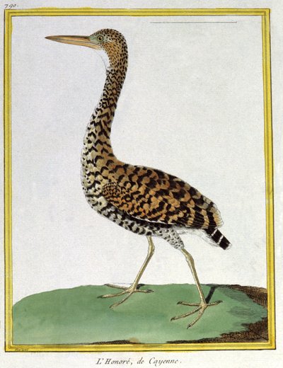 Ciencia. Zoología. Garza de Cayena (Guayana Francesa). Grabado por François Nicolas Martinet en: Histoire naturelle des oiseaux, por Georges Louis Leclerc de Buffon, Francia, c.1777 de Francois Nicolas Martinet