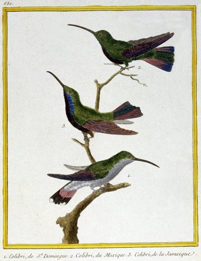 Ciencia. Zoología. Colibrí de Santo Domingo, México y Jamaica. Grabado por François Nicolas Martinet en: Histoire naturelle des oiseaux, por Georges Louis Leclerc de Buffon, Francia, c.1777 de Francois Nicolas Martinet