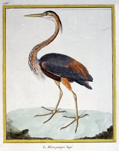 Ciencia. Zoología. Garza morada. Grabado por François Nicolas Martinet en: Histoire naturelle des oiseaux, por Georges Louis Leclerc de Buffon, Francia, c.1777 de Francois Nicolas Martinet