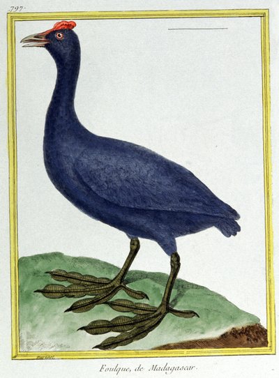 Ciencia. Zoología. Pato de Madagascar. Grabado por François Nicolas Martinet en: Histoire naturelle des oiseaux, por Georges Louis Leclerc de Buffon, Francia, c.1777 de Francois Nicolas Martinet