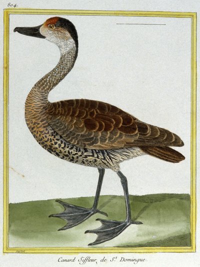 Ciencia. Zoología. Ánade de Santo Domingo. Grabado de François Nicolas Martinet en: Histoire naturelle des oiseaux, por Georges Louis Leclerc de Buffon, Francia, c.1777 de Francois Nicolas Martinet