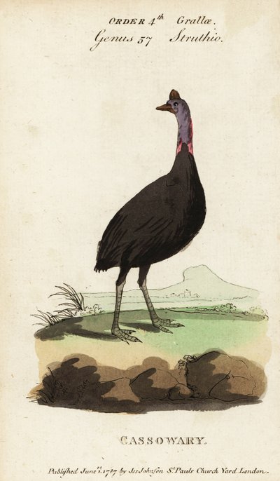 Casuario del sur, Casuarius casuarius de Francois Nicolas Martinet