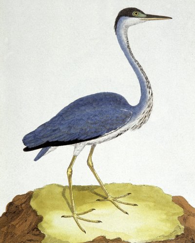 La garza de Francois Nicolas Martinet