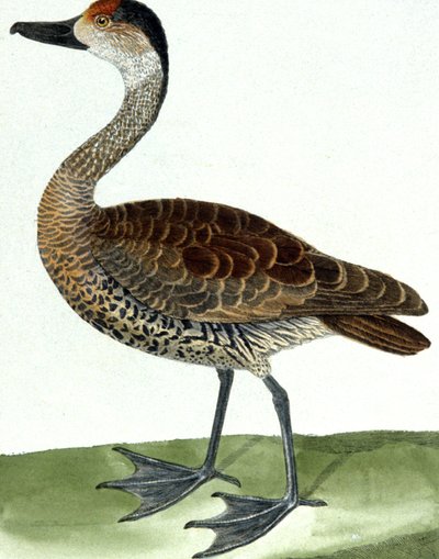 El pato flautista de Francois Nicolas Martinet