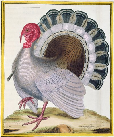 Pavo, de 