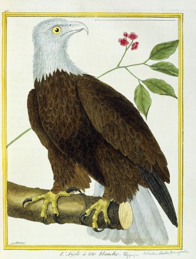 Águila calva, c.1770-1786 de Francois Nicolas Martinet