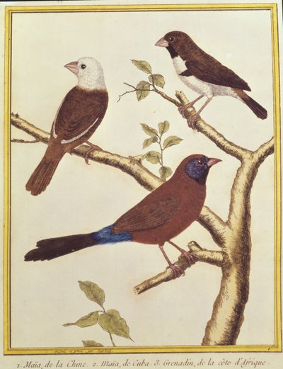 Munia de cabeza blanca, comedero de semillas de doble color y pajarito de orejas violetas de Francois Nicolas Martinet