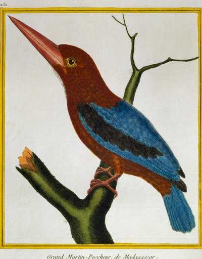 Martín pescador de garganta blanca (Halcyon smyrnensis), de Histoire naturelle des oiseaux de Francois Nicolas Martinet