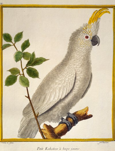 Cacatúa de cresta amarilla (Cacatua sulphurea), de Histoire naturelle des oiseaux de Francois Nicolas Martinet