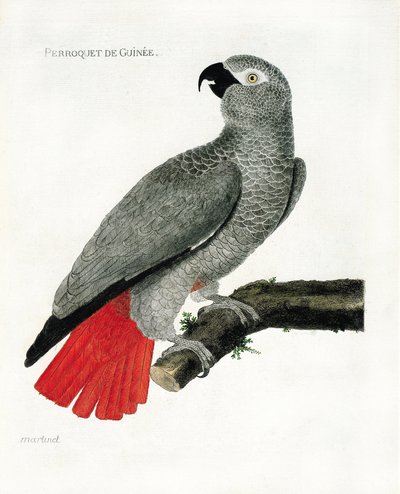 Zoo (ornitología): El loro de Guinea (loro gris o psittacus erythacus) en una rama. Ilustración en “La Historia de las Aves, Pintadas en Sus Aspectos Aparecidos y Sensibles” por Francois Nicolas Martinet (1731-1800). Colección privada de Francois Nicolas Martinet