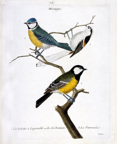 Tablero zoológico (ornitología): Mesanges. 1: la belotte (mesange azul o apareció caeruleus), 2. la agradable o la charbonniere (mesange charbonniere o parus major. 3. La favorecida (mesange de cola larga o aegithalos caudatus) en una rama. Ilustración en  de Francois Nicolas Martinet