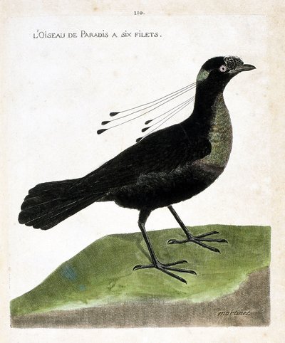 Ave del paraíso tiene seis redes (wahnes paradise o wahnesi patoria). Ilustración en “La Historia de los Pájaros, Pintados en Sus Aspectos Aparecidos y Sensibles” de Francois Nicolas Martinet (1731-1800). Colección privada. de Francois Nicolas Martinet