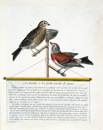 Tabla zoológica (ornitología): de arriba a abajo: La linotte (linotte melodiosa) y la pequeña linotte de las viñas (carduelis cannabina) en un perchero. Ilustración en 