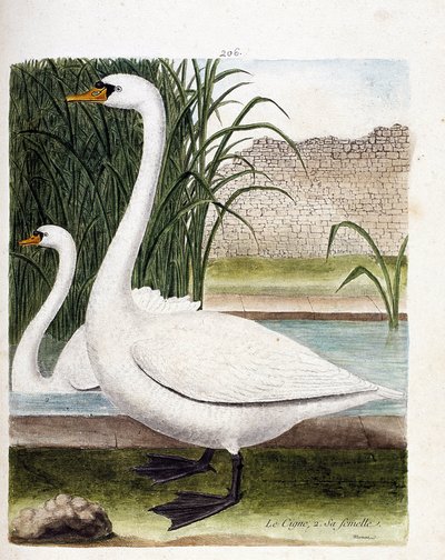En frente: el cisne y detrás su hembra (cisne tuber o cygnus olor). Ilustración en “La Historia de los Pájaros, Pintados en Sus Aspectos Aparecidos y Sensibles” de Francois Nicolas Martinet (1731-1800). Colección privada. de Francois Nicolas Martinet