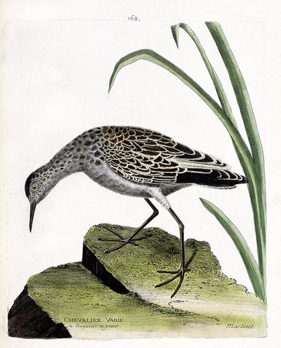 Tabla zoológica (ornitología): caballero variado (combatiente variado o philomachus pugnax). Ilustración en “La Historia de las Aves, Pintadas en Sus Aspectos Aparecidos y Sensibles” por Francois Nicolas Martinet (1731-1800). Colección privada de Francois Nicolas Martinet