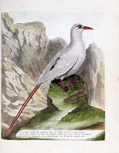 Tabla zoológica (ornitología): cola de paja (cola de paja o phaeton de cola roja o rubricauda). Ilustración en “La Historia de los Pájaros, Pintados en Sus Aspectos Aparientes y Sensibles” de Francois Nicolas Martinet (1731-1800). Colección privada de Francois Nicolas Martinet