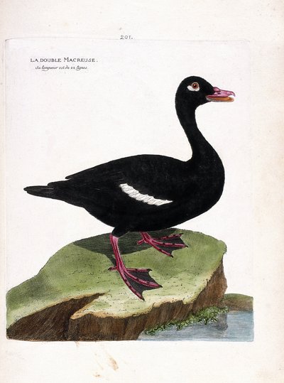 El scoter doble (scoter marrón o melanitta fusca). Ilustración en “La Historia de los Pájaros, Pintados en Sus Aspectos Aparecidos y Sensibles” de Francois Nicolas Martinet (1731-1800). Colección privada. de Francois Nicolas Martinet