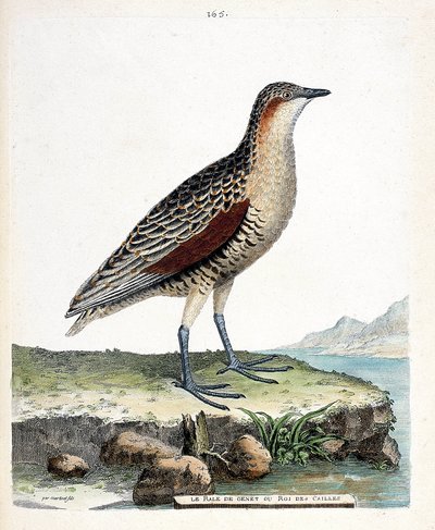 Tabla zoológica (ornitología): el rale de rodilla o rey de codorniz (crex crex). Ilustración en “La Historia de los Pájaros, Pintados en Sus Aspectos Aparientes y Sensibles” de Francois Nicolas Martinet (1731-1800). Colección privada de Francois Nicolas Martinet