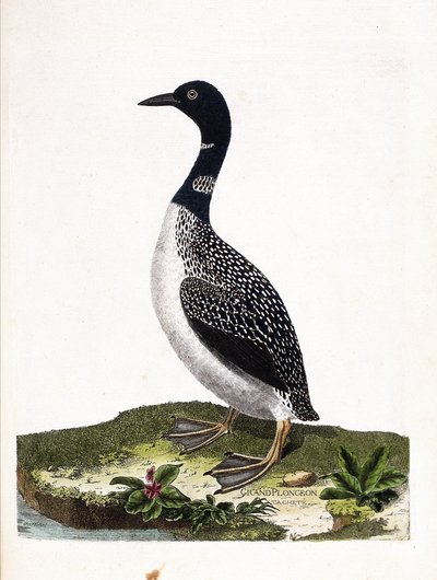 Gráfico zoológico (ornitología): colimbo grande (Gavia immer). Ilustración en “La Historia de las Aves, Pintadas en Sus Aspectos Aparientes y Sensibles” de François Nicolas Martinet (1731-1800). Colección privada. de Francois Nicolas Martinet