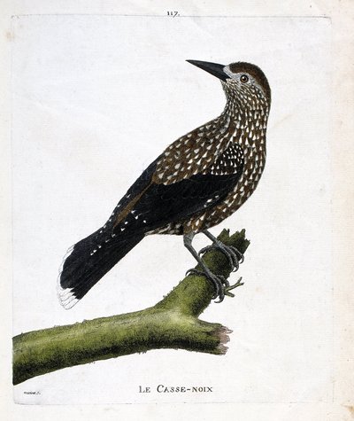 Tabla zoológica (ornitología): el cascanueces (cascanueces o nucifraga caryocatacts) en una rama. Ilustración en “La Historia de las Aves, Pintadas en Sus Aspectos Aparecidos y Sensibles” por Francois Nicolas Martinet (1731-1800). Colección privada de Francois Nicolas Martinet