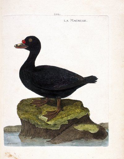 Tabla zoológica (ornitología): el negrón (negrón común o melanitta nigra). Ilustración en “La Historia de los Pájaros, Pintados en Sus Aspectos Aparientes y Sensibles” de Francois Nicolas Martinet (1731-1800). Colección privada de Francois Nicolas Martinet