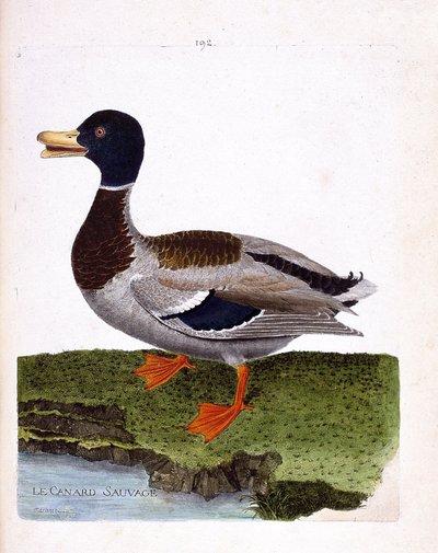 Pato salvaje (pato mallard o anas platyrhynchos). Ilustración en “La Historia de los Pájaros, Pintados en Sus Aspectos Aparecidos y Sensibles” de Francois Nicolas Martinet (1731-1800). Colección privada. de Francois Nicolas Martinet