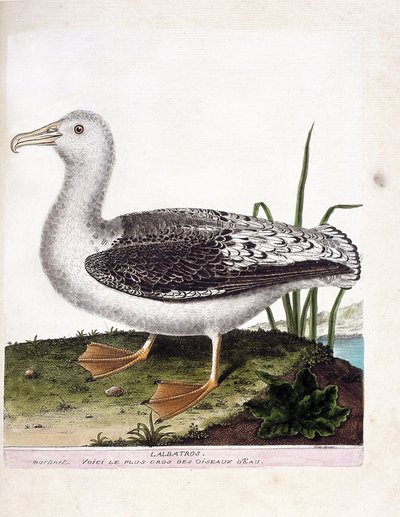 Tabla zoológica (ornitología): Albatros (albatros aullador o diomedea exulans). Ilustración en 