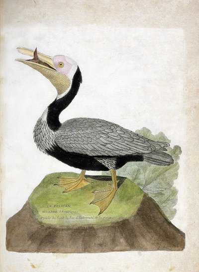 Carta zoológica (ornitología): pelícano bigarre americano (pelícano marrón o pelecanus occidentalis). Ilustración en “La Historia de los Pájaros, Pintados en Sus Aspectos Aparientes y Sensibles” de Francois Nicolas Martinet (1731-1800). Colección privada. de Francois Nicolas Martinet