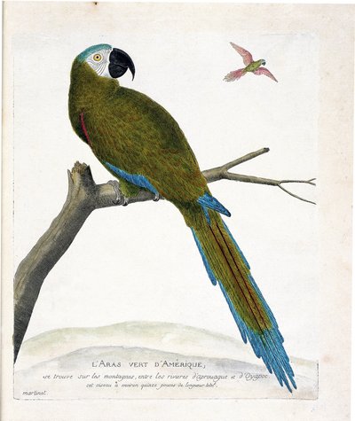 Tabla zoológica (ornitología): Aras verdes americanas (Ara vert o ara severa) en una rama. Ilustración en "La Historia de las Aves, Pintadas en Sus Aspectos Aparecidos y Sensibles" por François Nicolas Martinet (1731-1800). Colección privada. de Francois Nicolas Martinet
