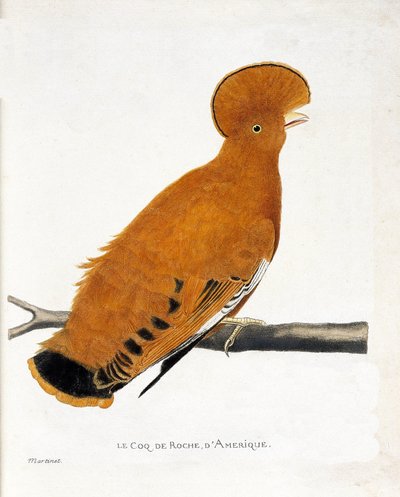 Tabla zoológica (ornitología): Gallo de roca americano (gallo naranja o rupicola rupicola) en una rama de Francois Nicolas Martinet