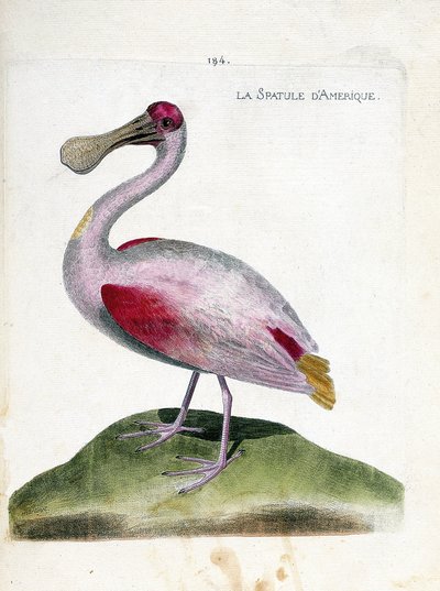 Gráfico zoológico (ornitología): espátula rosada americana (Platalea ajaja). Ilustración en “La Historia de las Aves, Pintadas en Sus Aspectos Aparientes y Sensibles” de François Nicolas Martinet (1731-1800). Colección privada. de Francois Nicolas Martinet