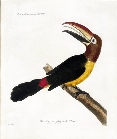 Tabla zoológica (ornitología): Aracaris, vulgarmente tucán (aracari verde o pteroglossus viridis) de Francois Nicolas Martinet