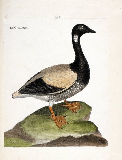 Tabla zoológica (ornitología): barnacla (barnacla o branta bernicla). Ilustración en “La Historia de las Aves, Pintadas en Sus Aspectos Aparecidos y Sensibles” por Francois Nicolas Martinet (1731-1800). Colección privada de Francois Nicolas Martinet