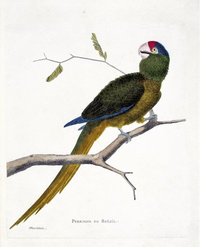 Tabla zoológica (ornitología): Periquito brasileño (cotorra de frente roja o aratinga canicularis) en una rama. Ilustración en 
