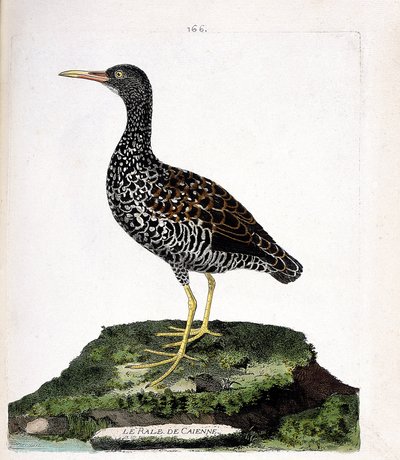 Tabla zoológica (ornitología): el rale de Caienne (rale manchado o pardirallus maculatus). Ilustración en 