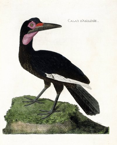 Carta zoológica (ornitología): Calao de Abisinia (Calao de Abisinia o Bucorvus abyssinicus). Ilustración en “La Historia de los Pájaros, Pintados en Sus Aspectos Aparecidos y Sensibles” por Francois Nicolas Martinet (1731-1800). Colección privada. de Francois Nicolas Martinet