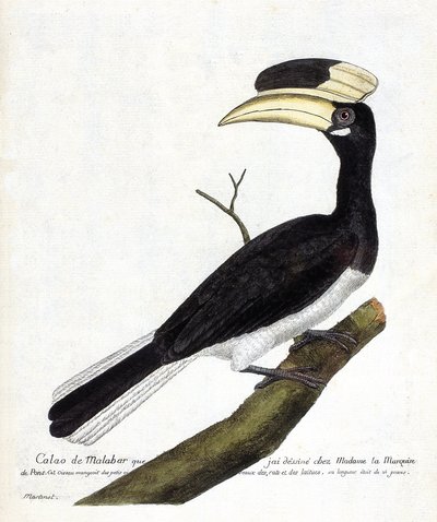 Calao de Malabar (Anthracoceros coronatus) en una rama. Ilustración en “La Historia de los Pájaros, Pintados en Sus Aspectos Aparecidos y Sensibles” de Francois Nicolas Martinet (1731-1800). Colección privada. de Francois Nicolas Martinet