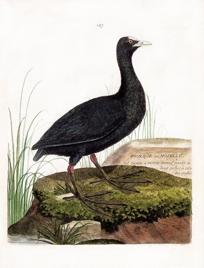 Tabla zoológica (ornitología): focha o Moselle (Macroule cot o fulica atra). Ilustración en “La Historia de las Aves, Pintadas en Sus Aspectos Aparecidos y Sensibles” por Francois Nicolas Martinet (1731-1800). Colección privada de Francois Nicolas Martinet