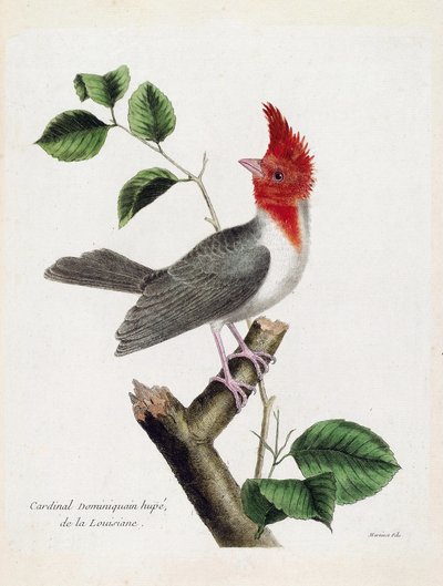 Tabla zoológica (ornitología): Cardenal dominicano Hupe (parare huppe o paroaria coronata) en una rama. Ilustración en “La Historia de las Aves, Pintadas en Sus Aspectos Aparecidos y Sensibles” por Francois Nicolas Martinet (1731-1800). Colección privada de Francois Nicolas Martinet