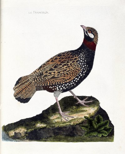 Tabla zoológica (ornitología): Francolín (francolín negro o francolinus francolinus). Ilustración en 