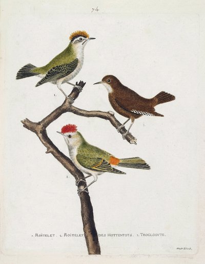 Tabla zoológica (ornitología). De arriba a abajo: roitelet (triple vendaje o regulus ignicapilla), troglodyte (troglodyte lindo o troglodyte) y roitelet de hottentots (corona de rubí) en una rama. Ilustración en 