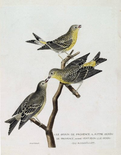Tabla zoológica (ornitología): De arriba a abajo: serín del Rosellón (serín cini o serinus serinus) en una rama, el serín de Provenza (venturón montañés o serinus citrinella) y otro serín de Provenza. Ilustración en 